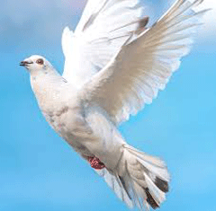 Dove of freedom