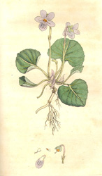 The illustration from the flora is the Heart's Ease Violet