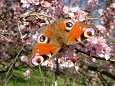 Butterfly on spring flower