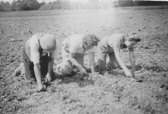 Potton land girls thinning plants in the fields