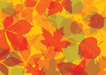 autumn leaves