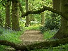 Flitwick Wood by Jeri Ann Graves