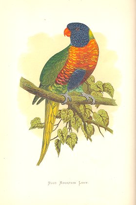 Blue mountain lory (parrot)