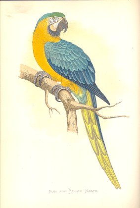 BLue and yellow macaw