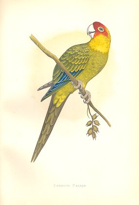 Carolina parrot or conure