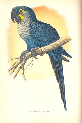Hyacinthine macaw