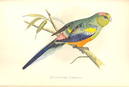 Many-coloured parakeet