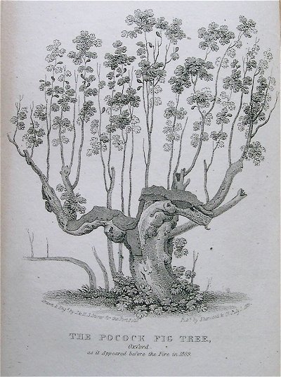 The Pocock fig tree, Oxford
