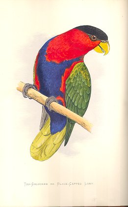 Tri-coloured or black-capped lory (parrot)