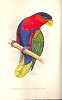 Tri-coloured or Black-capped lory