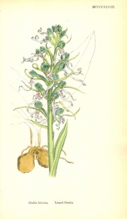 Orchid - Hircina
