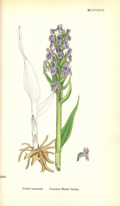 Orchid - Incarnata