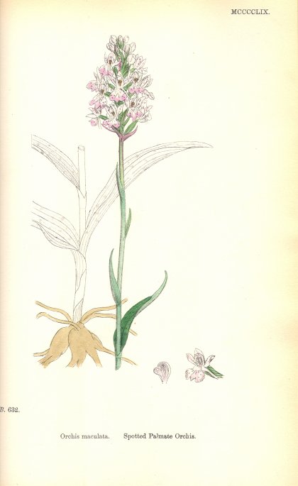 Orchid - Maculata