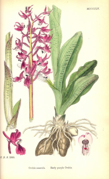 Orchid - Mascula