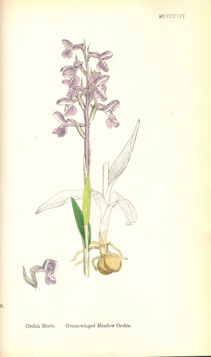 Orchid - Morio