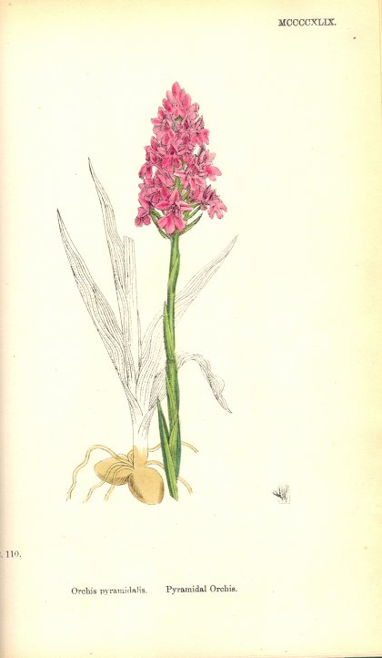 Orchid - Pyramidalis