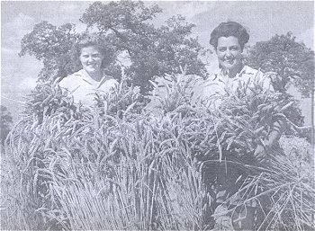 Clare Samm and Betty Gray harvesting at Manor Farm