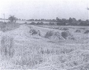 Sheaves drying in a harvest field