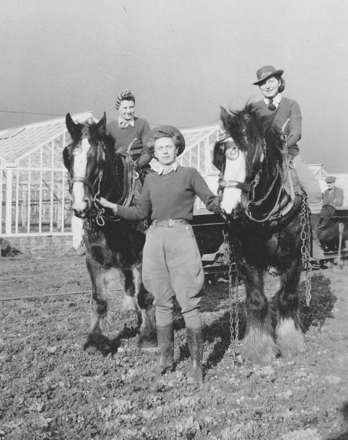 Horses at a Sandy Market garden