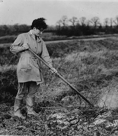 Mary Clarke at work in the field at Church Farm, Eyeworth, Bedfordshire.