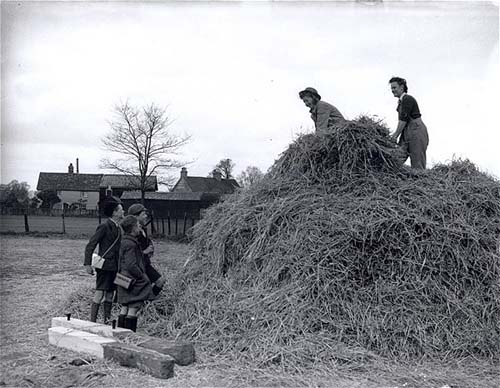 Nancy Karn (right) on the haystack, with Ruth Bennett, at Willoughby Farm, Great Barford.