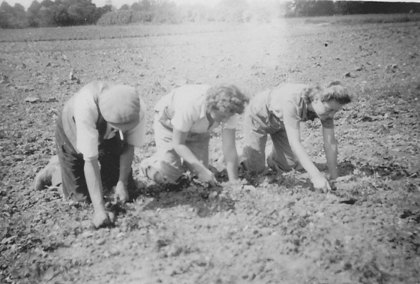 Potton land girls thinning plants in the fields