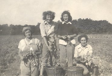 Pea picking in the Cople area