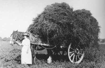 Carrie Partridge with hay cart at Town Farm, Riseley