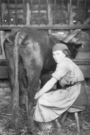 Kathleen Hull milking at Bridge Farm, Great Barford