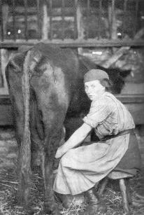 Kathleen Hull milking at Bridge Farm, Great Barford