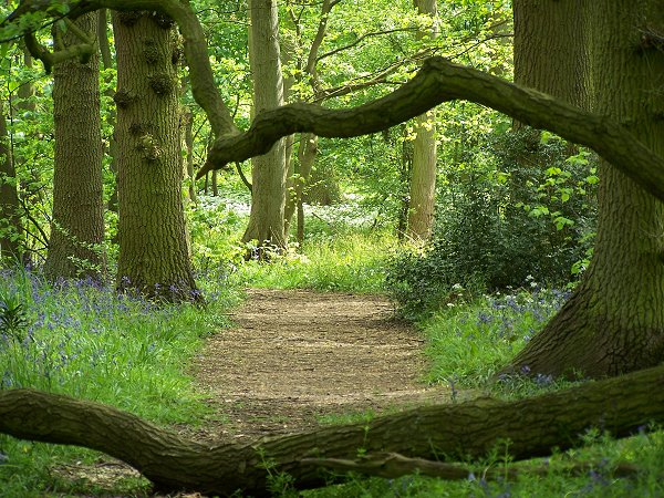 Flitwick Wood, May 2005 by Jeri Ann Graves,  2007