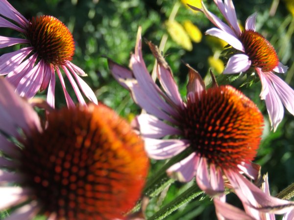 Flowers in Bedford Park by Sebastian Birch,  2007