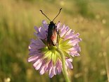 Insect on plant