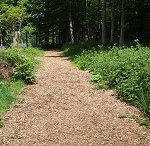 Forest path