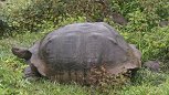 Giant turtle from one of the Galapagos islands