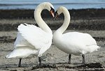 Swans