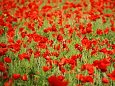 Poppy field