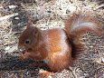 Red Squirrel