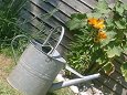 Watering can in corner of a garden