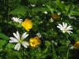 Forest flowers