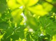 Sunlight through leaves