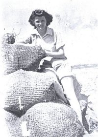 Harvesting the cabbages