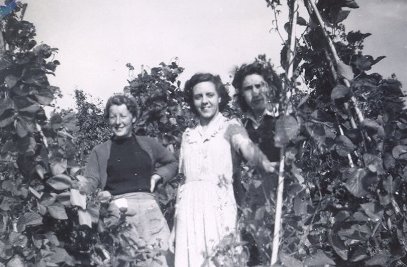 Three girls picking runner beans