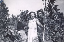 Three girls picking runner beans