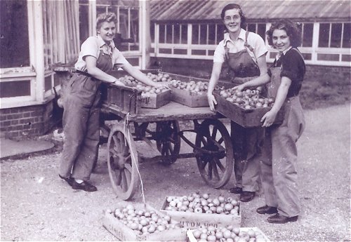 Luton Hoo Tomatoes