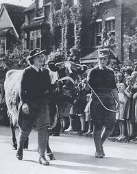 Mary Bennett and another Land Girl lead prize milking cow