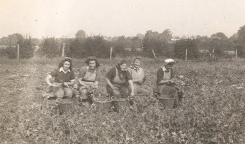 Cople Hostel land girls busy pea picking.